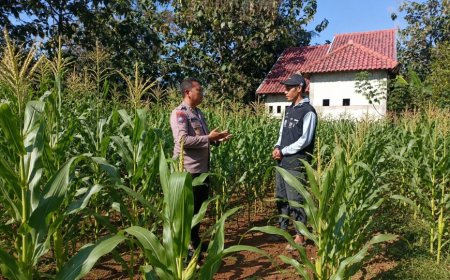 Tanaman Jagung Tumbuh Subur, Bhabinkamtibmas Winong Sambangi Petani